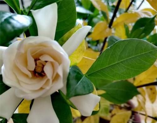  「发财树」这6种花，烂根先别扔，这样砍枝剥皮用水洗，15天长出新根侧芽