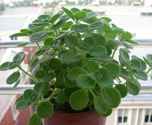 「室内」这种植物,能食用能驱蚊,香味浓甜惹人迷,家里养一盆,比绿萝强