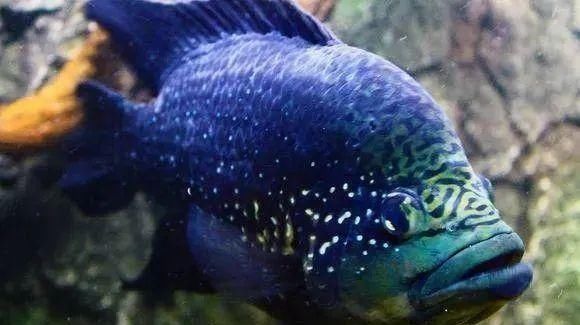  #水族市场上#美洲慈鲷之美，您细品