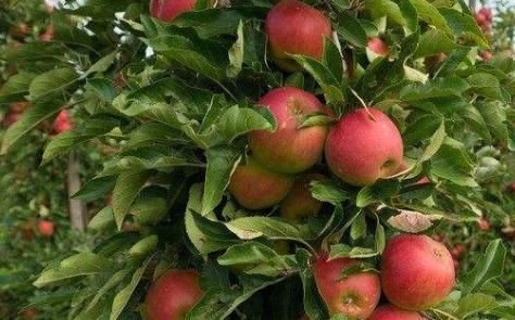  高产：富含矿物质和维生素的苹果，要高产，管理是关键，果农需掌握几点
