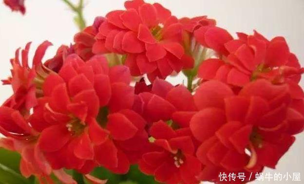  长寿花：卧室养上“4种花”，一觉睡到太阳晒屁股，睡得香，精神头才会好
