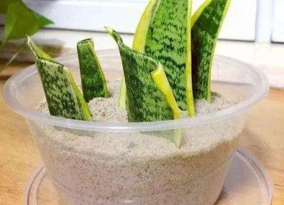  【扦插】4种很好繁殖的盆栽植物，买上一株就能爆满，阳台变花海
