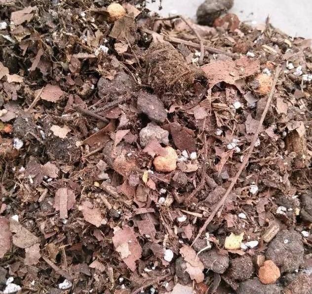  『植物』养“兰科”植物，用这4种“宝贝”，疏松透气，不烂根长的快