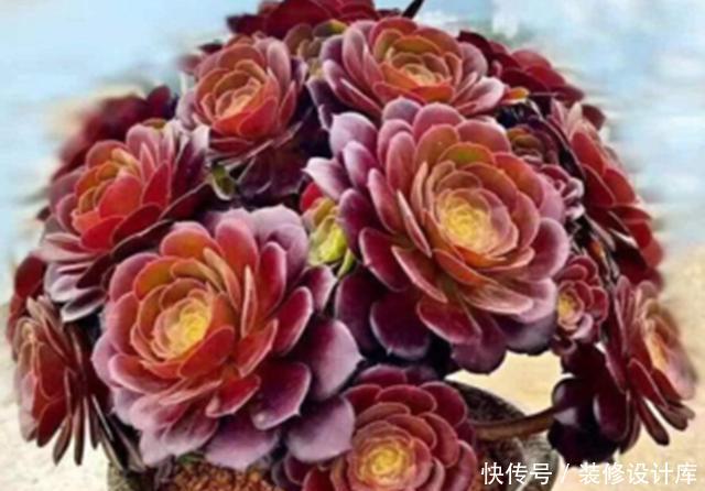 『养护法师』多肉法师的3种养法,两种养成“大个子”,一种养成精致手捧花