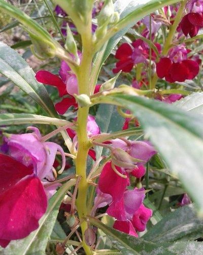  「艳丽」此花花色艳丽，花期长，最受爱美女孩的喜欢