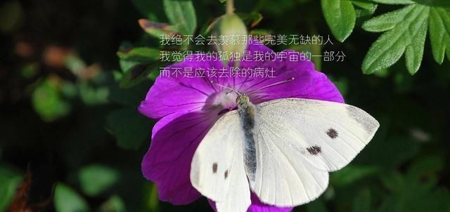 「村上春树」不要再为生活苦恼了35名巨匠名人引文教你如何解脱