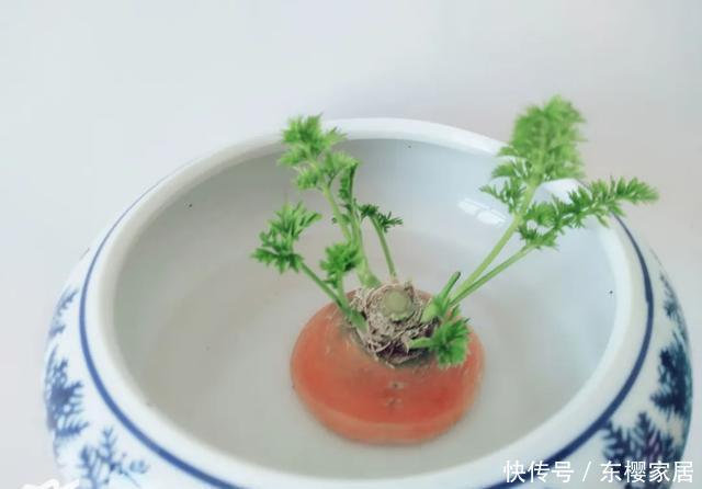 #试试#养不好的花,试试无土水培,几天长出大白根,还能开花呢!