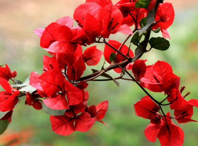  『扦插』这些花朵太美了，养在庭院，随便一扦插就能活，花色美，好打理