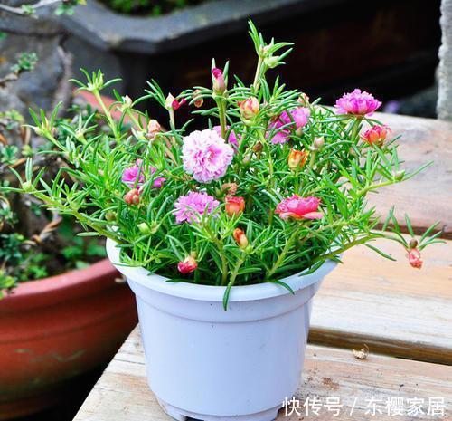 开出|这4种花遇到大太阳别遮阴,让它们使劲晒,呼呼开出满盆花