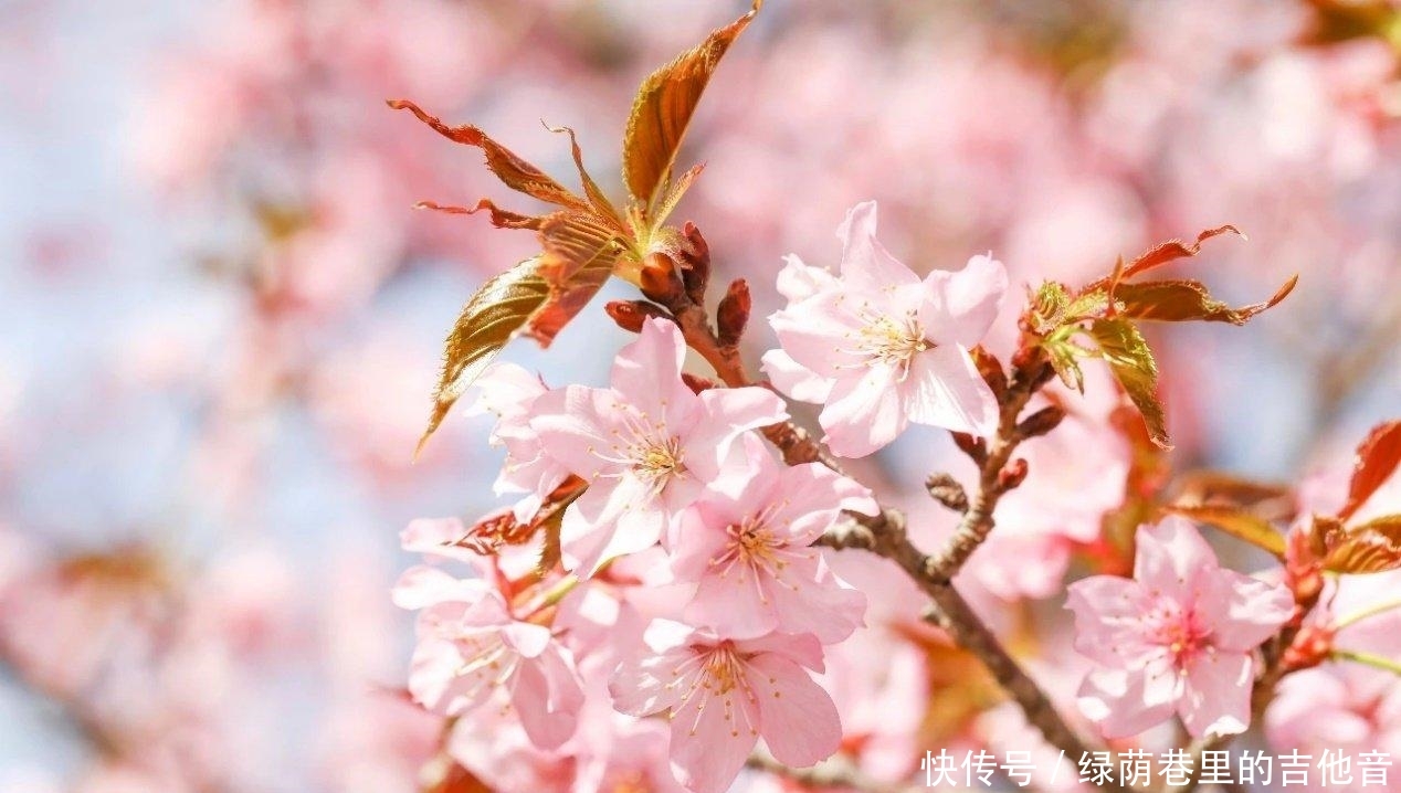  『随手』北京赏花必去之地！随手一拍就能惊艳朋友圈，还有超火网红樱花糕