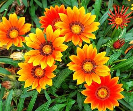  『耐寒』这些菊花是天然的香水，开花后比香水还香，耐寒耐旱易成活