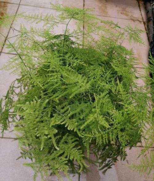  『文竹的叶子』高手养文竹，都用这2种肥，养出来的文竹不黄叶，新芽蹿不停