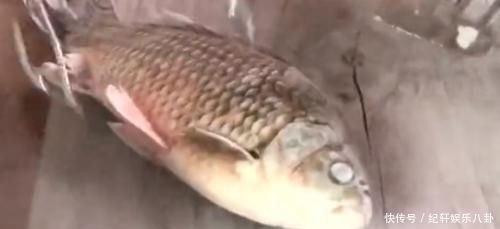 #奇葩#红牛到底有多厉害?男子把金鱼放进去测试,还有更奇葩实验