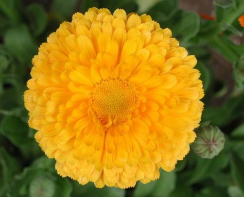  【金盏】喜欢菊花，不如养盆“菊中珍品” 金盏菊，似彩蝶飞舞，万道彩霞