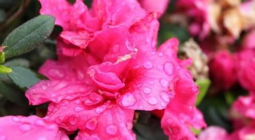  「室内」此花花量大，花色艳，很适合室内盆栽养护，快点进来看看