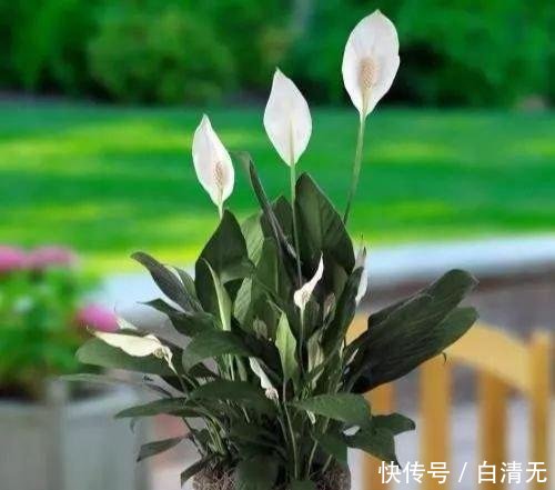  『盆土表面干』就是这5种花，越浇越水爆盆，一缺水马上就蔫了，怪不得总养不好