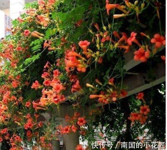 「凌霄花」4种花很漂亮,好养易活能爆盆,花大色艳很漂亮,谁养谁爱