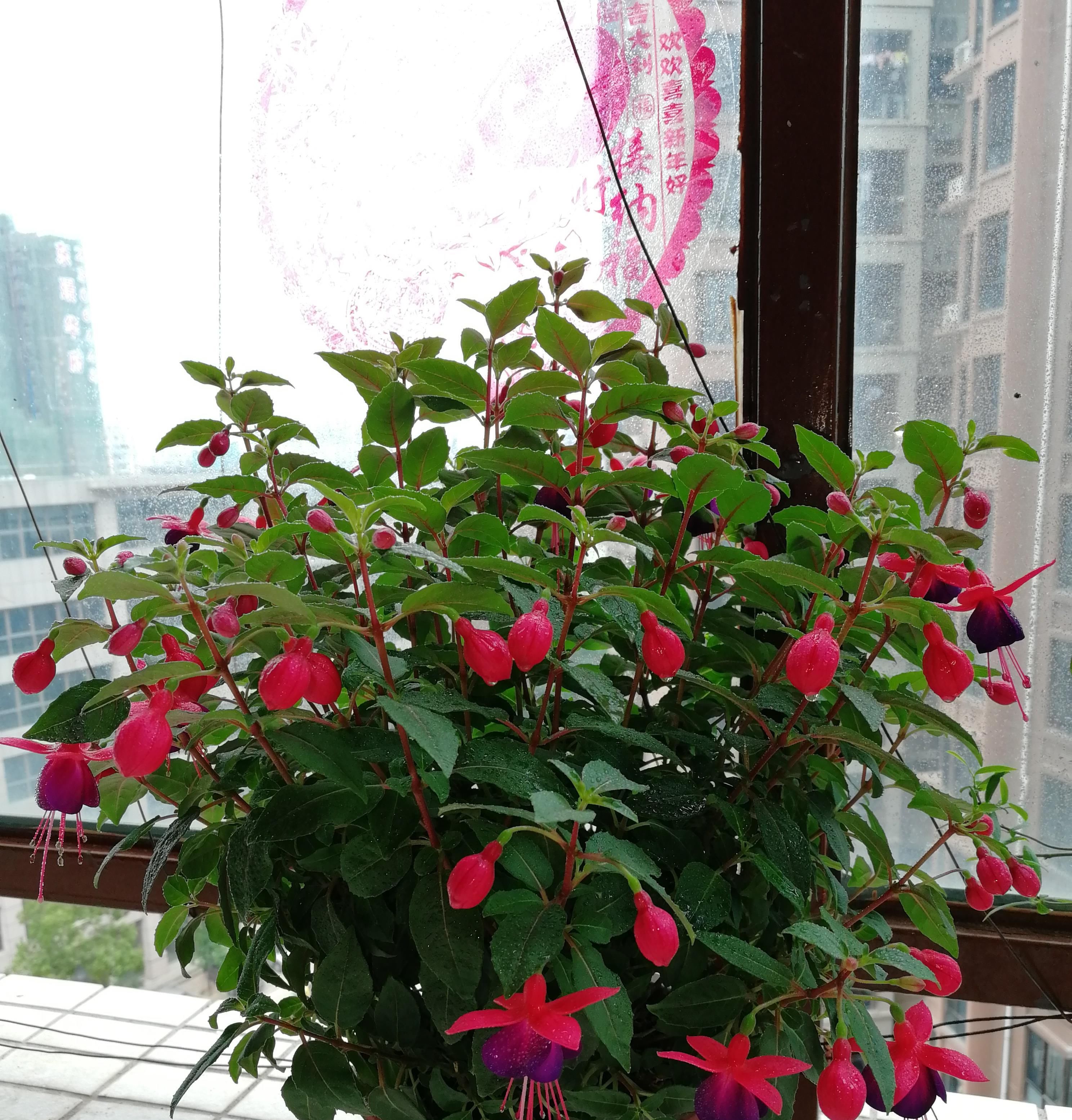  『漂亮』开花最勤的室内盆栽绿植，全年有花开，花型奇特美丽，漂亮又好种