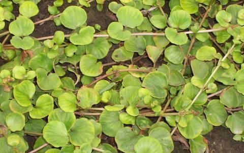  【养花常识】缫丝花， 根皮、茎皮含鞣质，提制 栲胶。
