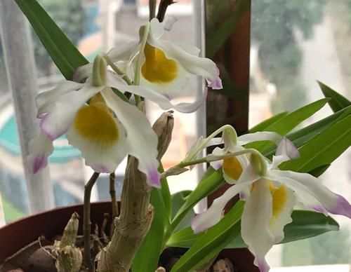  「喷水保湿」晶帽石斛从光秃秃到开花爆盆才用了3个月，养功怎么如此优秀