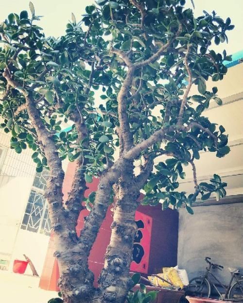  放在散射光好的地方■养了20年的玉树，杆子比大腿还粗，满树白花跟下雪了一样