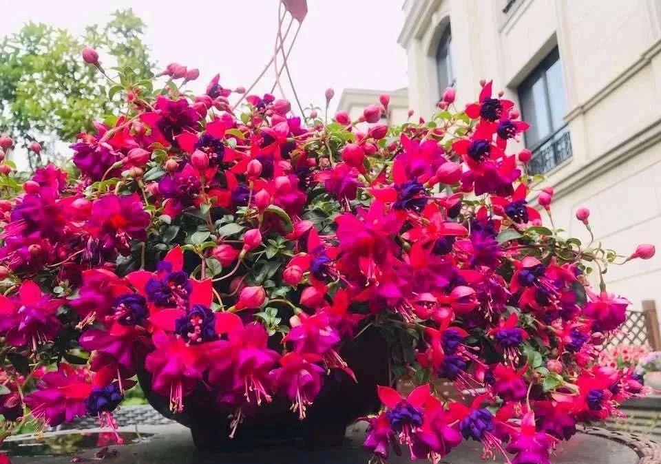  「喜欢疏松肥沃」八种不爱晒太阳的花，一晒就发蔫！