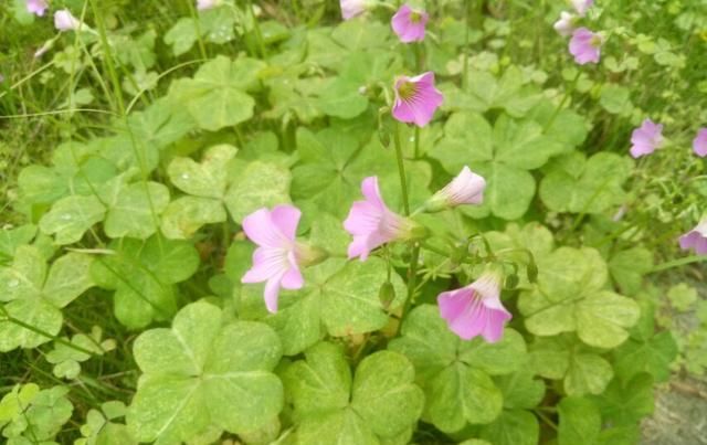  「盆栽」大花酢浆草，一种庭院、盆栽观赏花卉，需要细细欣赏。