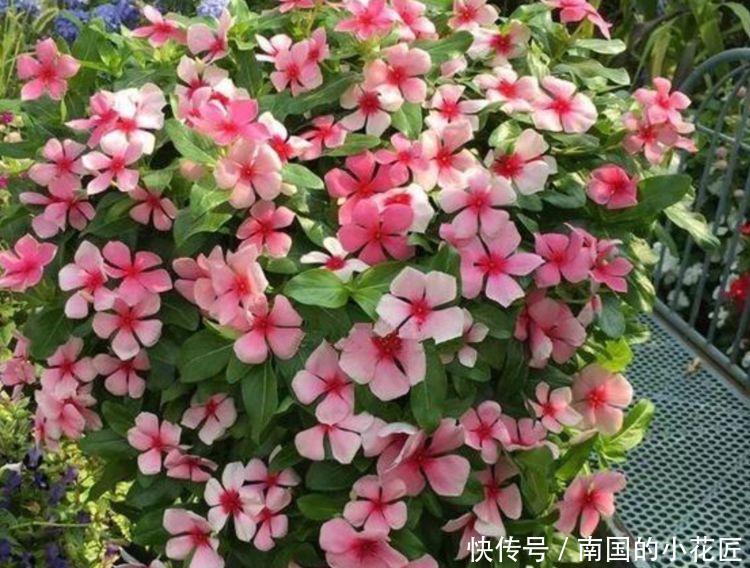  「凌霄花」4种花很漂亮，好养易活能爆盆，花大色艳很漂亮，谁养谁爱