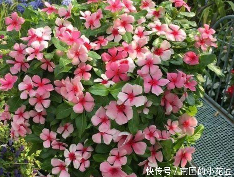 「凌霄花」4种花很漂亮,好养易活能爆盆,花大色艳很漂亮,谁养谁爱