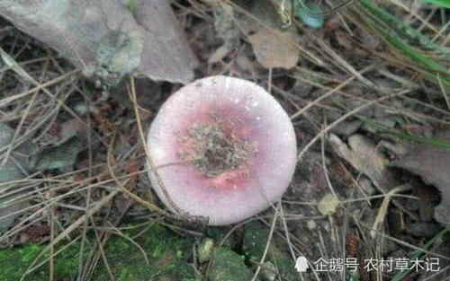 “它”弥足珍贵，若是长在您家乡，请别客气，带走吧