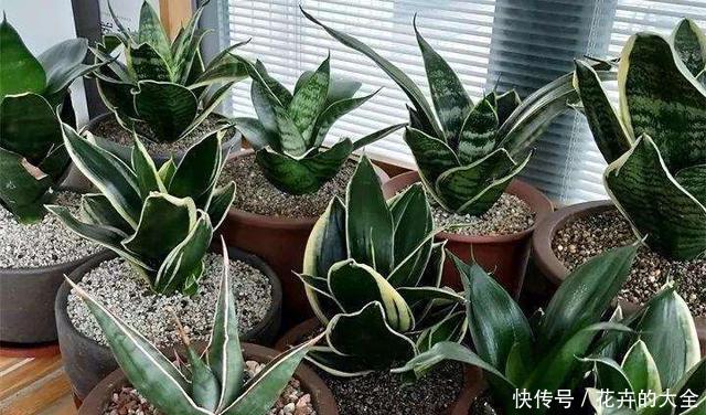  [盆土]虎尾兰长得慢、叶片少，换1次盆土，侧芽长1圈，嗖嗖长爆盆