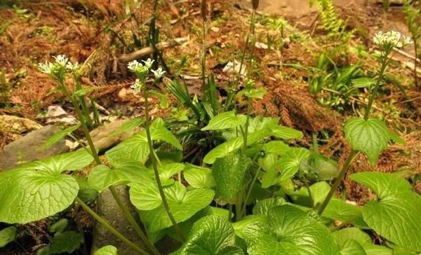  「消费市场是很大」国内种植国外消费，这东西口味太重，国人不