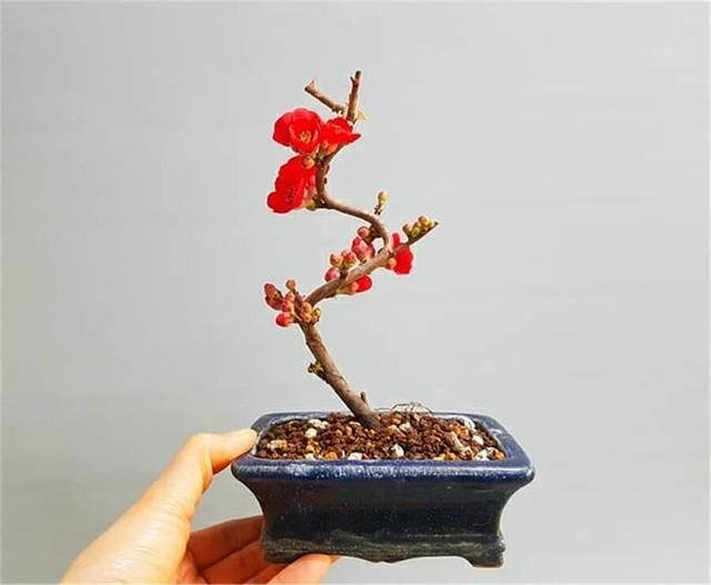  开花■掌上开花，真好看！