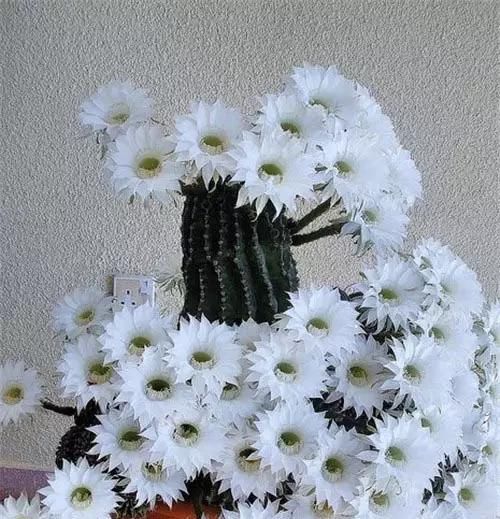  『最快』仙人球开花，美不胜收！