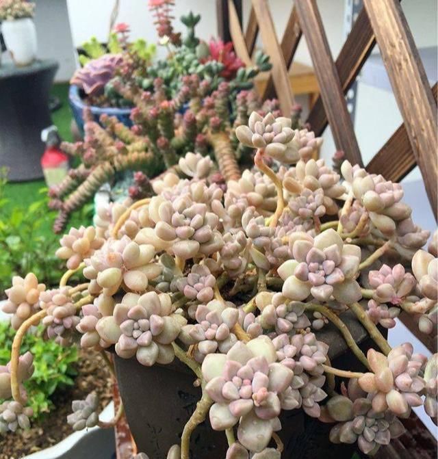  边缘少量：夏天多肉植物病虫害肆虐,掌握3个小技巧,让肉肉远离病虫害!