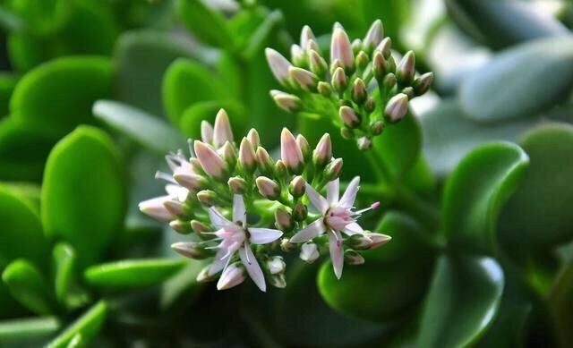  人都喜欢■养花高手，能把普通的植物“养开花”，比如虎皮兰、富贵竹、玉树
