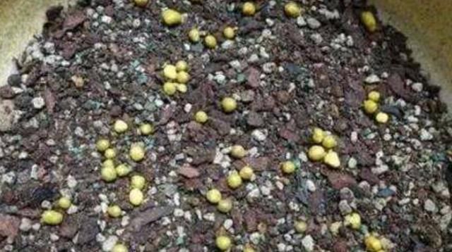 『买肥』养花买肥太花钱?从春到冬只用这三种肥,植物也能花繁叶茂