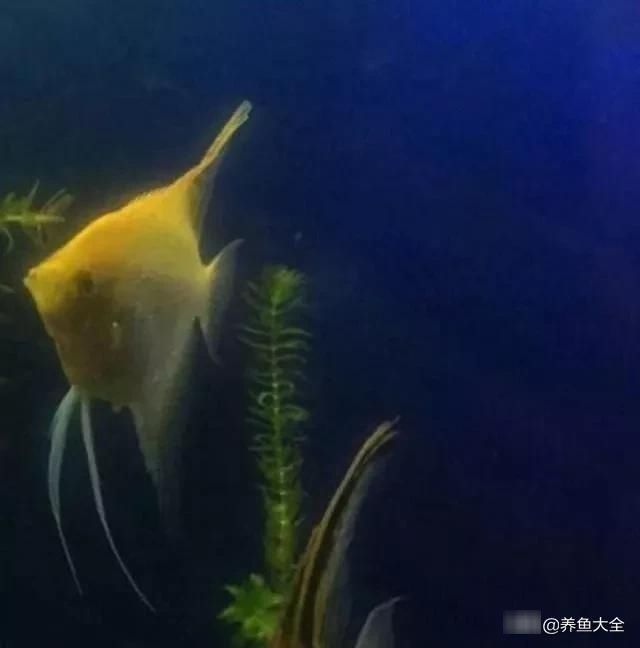  「分辨」教大家分辨燕鱼雌雄