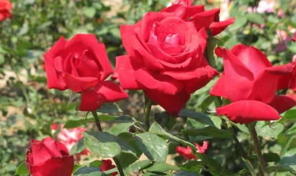  【么时间剪枝】此花被称为月月红，花期长，注意修剪，植株更美观