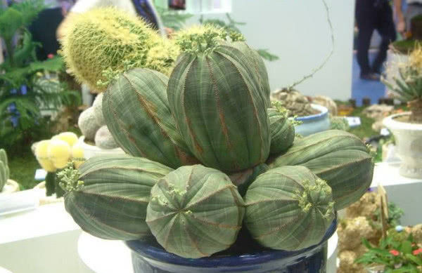  [养护的过程]植株就像布缝成的包裹，造型独特，养护一盆布纹球，植株神奇美观