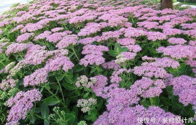  『蕨类植物』超级耐阴的几种花，常年不见太阳，也能郁郁葱葱长一片