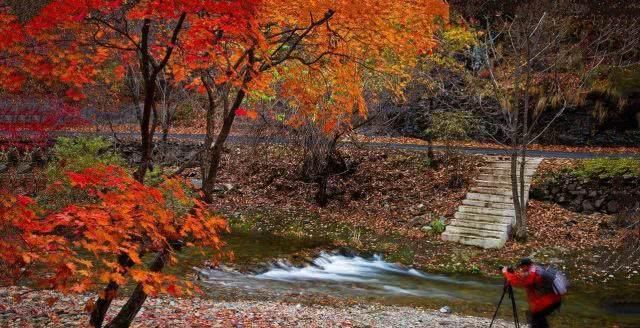 国庆期间东北枫叶最美的地方，不但不要门票，而且游客也比较少