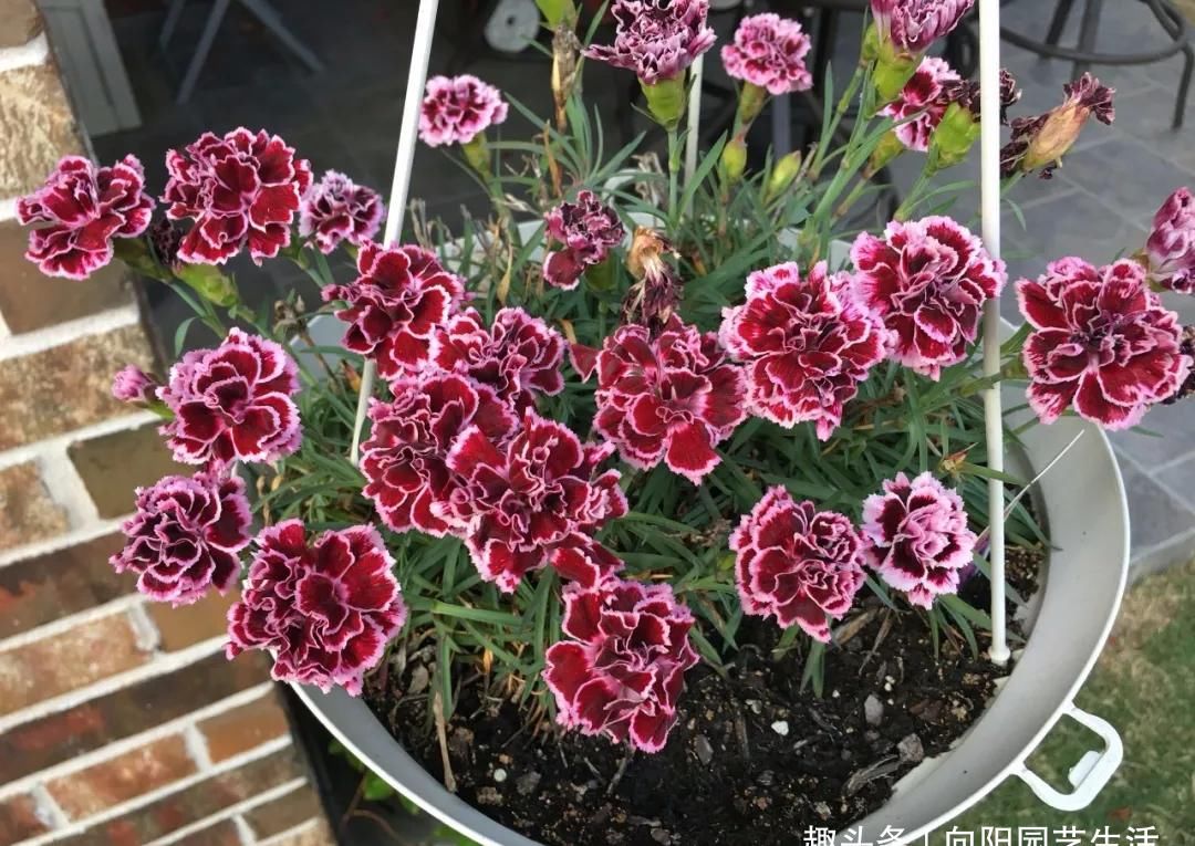  『花芽分化』石竹花养护技巧，放在阳台上，花芽分化极强，开满盆很轻松