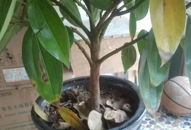  「叶黄」植物黄叶的这几种情况都很好处理，有些叶黄了还能重新恢复翠绿