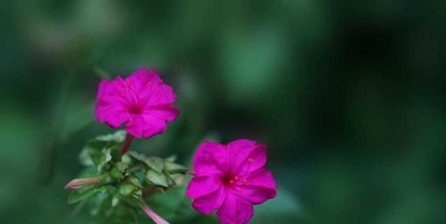 【特别】夜来香开花有何规律?详细介绍,让你更了解夜来香!