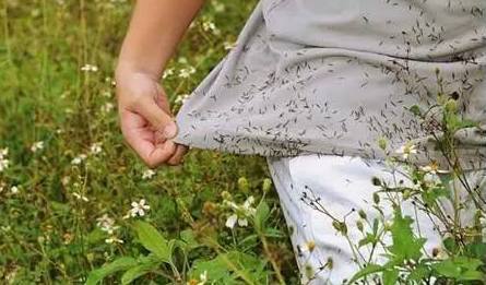 农村地头人见人厌的鬼针草却是消炎药,治疗阑