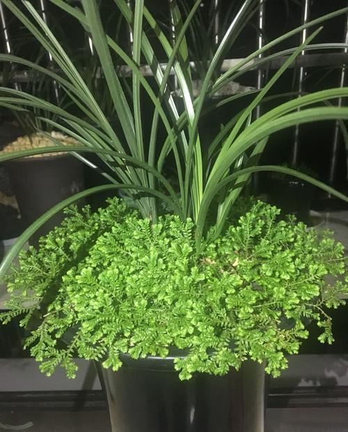 『管不住手』养兰花总是乱浇水？盆面铺上翠云草，好看又能管住手，浇水好轻松