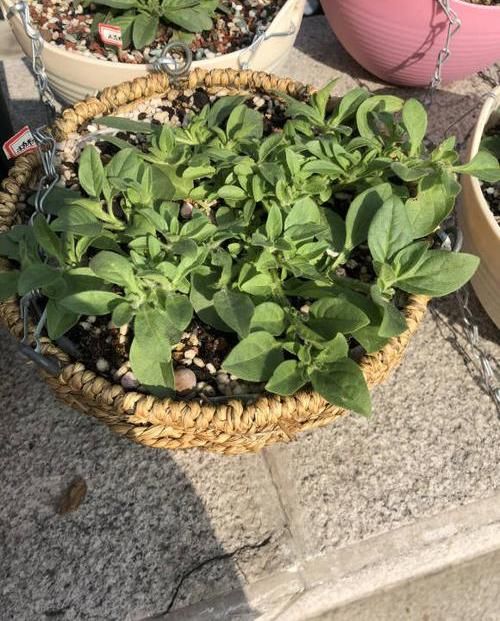  #种植#阳台种盆矮牵牛，易种植花色多，开成“花瀑布”，吊在空中非常美
