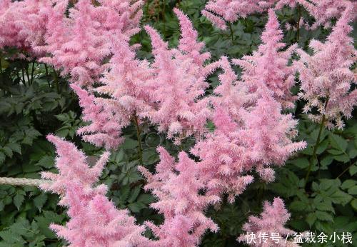 『漂亮』此花开花漂亮,好养又浪漫,养一盆年年有花赏