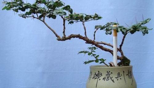  「休息」植物盆栽有讲究，养花都需要注意什么？应该摆放在哪里呢？